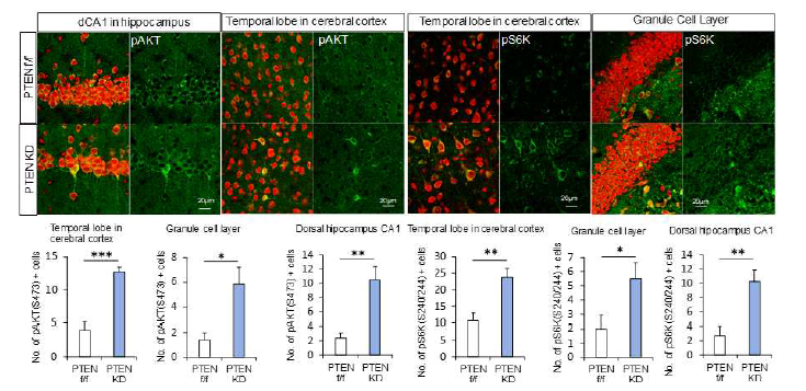 cPTEN KO 동물 해마 CA1과 대뇌에서 mTORC2하위신호 AKT-S473과 ppS6K 인산화 증가