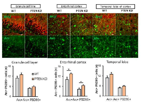 Pten cKD 마우스에서 Arc가 과발현됨