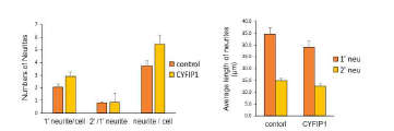 dendritic spine에 존재하는 CYFIP1 과발 현시 neurite 숫자 증가, 길이는 감소함