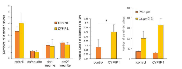 CYFIP1 -GFP를 과발현하면 dendritic spine 숫자가 증가하고 미성숙한 막대모양 크기가 길어짐