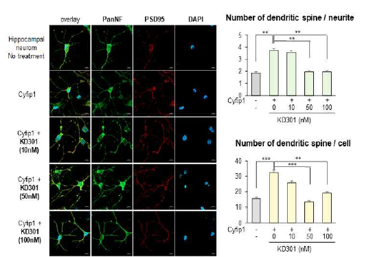 CYFIP1 과발현 ASD 세포모델에서 KD301의 억제 효과