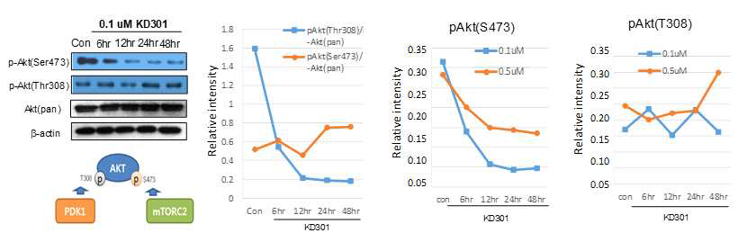 1차 배양한 흰쥐 신경세포에서 KD301에의한 AKT 억제: mTORC2에의한 인산화 부위인 ATK-pS473은 억제되었으나 PDK1에의한 AKT-pT308는 억제되지 않음