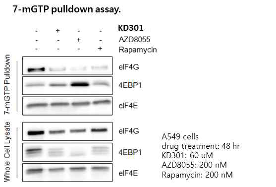 KD301, AZD8055, Rapamycin에의 한 단백질 번역 억제: mTORC2 억제에 따른 Cap-dependent translation의 억제