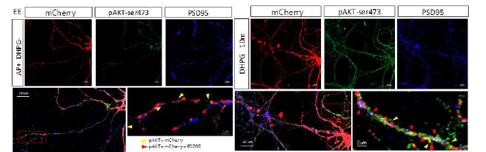 Early endosome으로 유도된 AKT의 인산화 (green) 신호가 DHPG 처리 5-10분후 dendritic spine에서 크게 증가