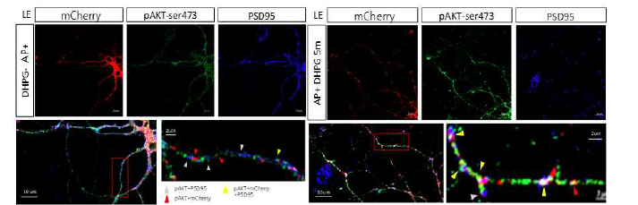 Late endosome으로 유도된 AKT의 인산화 (green) 신호가 DHPG 처리 5-10분후에 dendritic spine에서 크게 증가