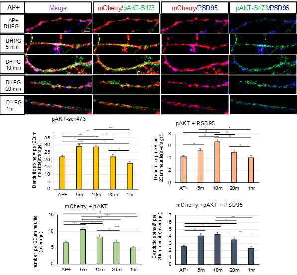 dendritic spine 내 Early endosome으로 유도 된 FRB:AKT-S473이 DHPG-mGluR 신호에따라 mTORC2에의해 인산화됨(0.4um보다 큰 puncta 수)