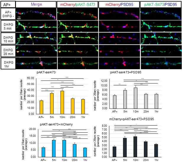 dendritic spine 내 Late endosome으로 유 도된 FRB:AKT-S473이 DHPG-mGluR 신호에따라 mTORC2에의해 인산화됨 (0.4um보다 큰 puncta 수)