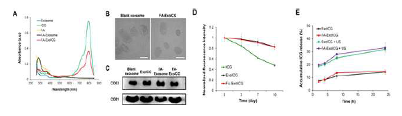 엑소좀 ICG의 characterization, 안정성 평가