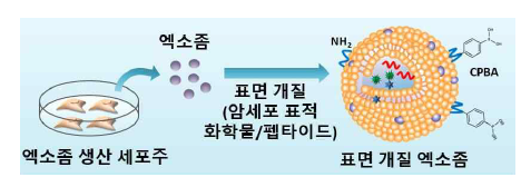 본 과제에서 개발될 엑소좀 표면 개 질 방법(화학적 변형)