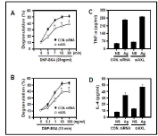 Degranulation inhibitory effect of AXL in mast cells
