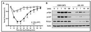 Alleviation of allergic response in PSA model and reduction of phosphorylation of signaling proteins following antigen stimulation by Axl deficiency