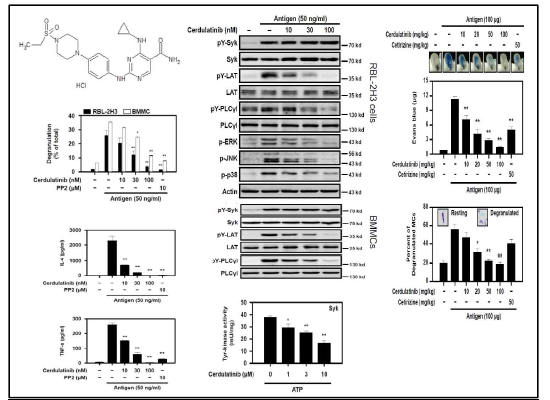 Anti-allergic effect of dasatinib in vitro and in vivo