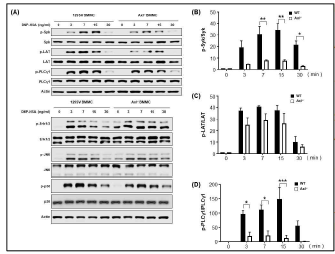 Decrease in phosphorylation of IgE-mediated signaling proteins in AXL KO BMMC following antigen stimulation