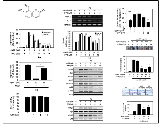 Anti-allergic effect of 4μ8C in vitro and in vivo