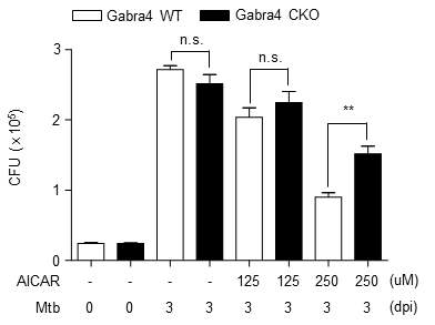 대조군 및 GABAARalpha4 cKO마우스의 골수유래 대식세포에 대하여 AICAR를 처리 후 결핵균 생균수 측정