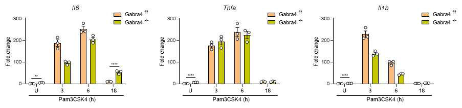 대조군 및 GABAARalpha4 cKO마우스의 골수유래 대식세포 내 TLR2 agonist 자극 후 IL-6, TNFalpha, IL-1b 등 염증성 사이토카인 발현의 분석