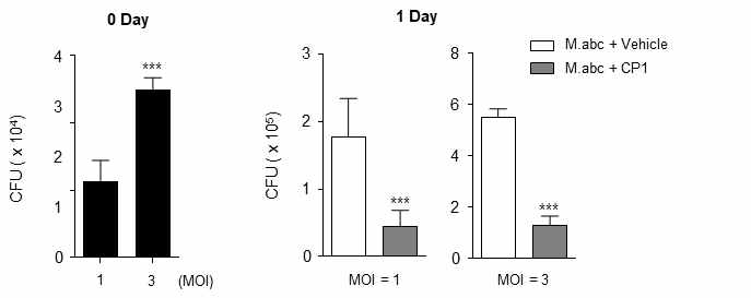 마우스 골수유래 대식세포에 대하여 M. abscessus 균의 감염 후 CP1을 처리하고 세포내 기생균 감염 억제를 확인