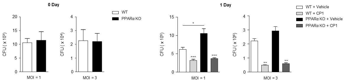 PPARα 야생형 및 녹아웃 마우스 골수유래 대식세포에 대하여 M. abscessus 균의 감염 후 CP1을 처리하고 세포내 생균수 측정을 조사함