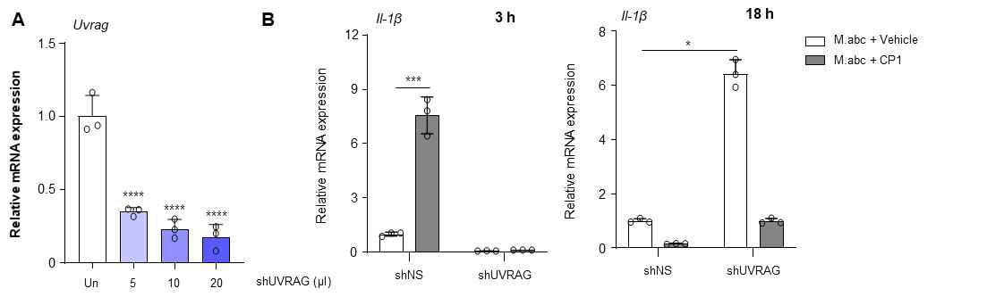 마우스 대식세포에 대하여 UVRAG에 대해 특이적인 렌티바이러스를 주입하여 유전자를 녹다운 후 IL1β의 mRNA 발현 분석. (A) 녹다운 효율성 (B) 사이토카인 발현