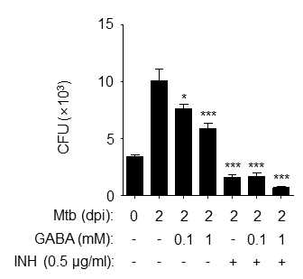 마우스 골수유래 대식세포에 대하여 결핵균을 감염시킨 후 GABA와 isoniazid (INH)간의 단독 혹은 병합 처리 후 대식세포내 생균수 측정을 조사함