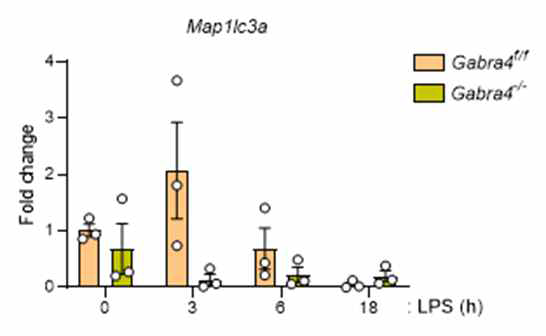 대식세포 특이적 GABAARa4 녹아웃 및 야생형 마우스 대식세포에서 자가포식 유전자 발현도 차이 비교