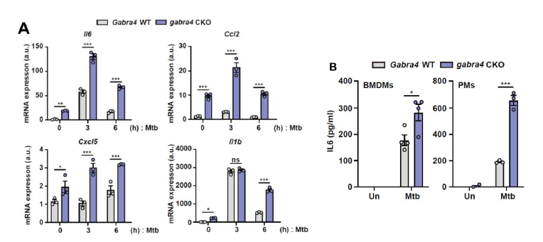 GABRA4 발현 유무에 의한 전염증성 사이토카인 및 케모카인 mRNA와 단백질 발현 비교