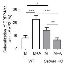 대조군 및 GABAARalpha4 cKO마우스의 골수유래 대식세포 내 결핵균-리소좀 연관성 확인