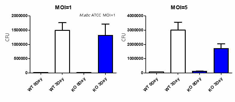 대조군 및 GABAARalpha4 cKO마우스의 골수유래 대식세포 내 Mycobacterium abscessus 생균수 측정