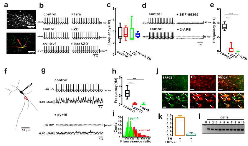 중뇌도파민신경세포 페이스메이킹 이온통로서의 TRPC3. a-e. TH-eGFP 생쥐 중뇌절편에서 도파민 뉴런을 확인하고 biotin을 포함한 패치로 자발성활동전압을 측정. 전압 의존성 칼슘통로 억제제(isradipine)이나 HCN 통로 억제제(ZD)는 효과가 없으나 비특이성 이온통로 억제제인 SKF-96345와 2-APB에 의해 완전히 억제됨. f-I. 새로 개발된 선택적 TRPC3 억제제는 발화와 칼슘변화를 모두 억제하며 TRPC3는 거의 모든 도파민뉴런에 단백질과 mRNA가 발견됨