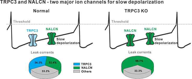 느린 탈분극 단계에서 TRPC3 와 NALCN의 기여도 비교. TRPC3와 NALCN은 동일하게 페이스메이킹 생성에 기여하며, TRPC3 KO 마우스의 도파민 뉴런에서는 NALCN이 결핍된 TRPC3 통로를 대체하여 과발현되어 페이스메이킹을 정상적으로 발생하게 함