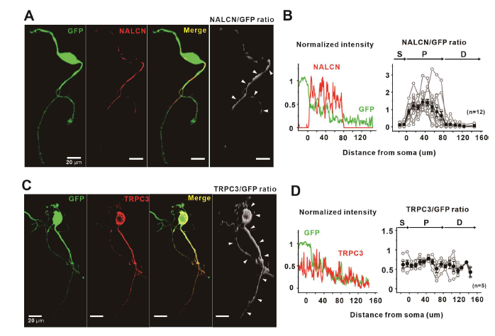 중뇌도파민신경세포에서 TRPC3와 NALCN의 발현 양상. 도파민뉴런에 GFP가 발현된 생쥐에서 분리한 단일 도파민 뉴런에서 NALCN과 TRPC3 면역형광염색을 하면 NALCN은 근위부수상돌기에만 발현되어 있으며 TRPC3는 전체 수상돌기에 발현되어 있음을 확인함 (A-D)
