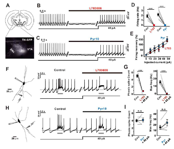 중뇌도파민뉴런에서 두 개의 페이스메이커 채널 억제제에 의한 발화 활동의 차이. 중뇌 뇌절편에서 패치클램프를 이용해 내인성 발화를 측정하면 규칙적인 페이스메이킹이 관찰된다. pyr10과 L703606의 의해 페이스메이킹은 완전히 사라짐 (A-D). 뇌절편에서의 시냅스 전기자극에 의해 폭발적 발화가 발생하는데 TRPC3를 억제할 경우에는 폭발적 발화의 강도에 변화가 없지만 NALCN을 억제할 경우에는 폭발적 발화가 억제됨 (F-I). 따라서 페이스이이킹을 위한 탈분극에는 동등하게 기여하는 이 두 이온통로가 전기시냅스에 의한 폭발적 자극에는 다르게 반응함을 알 수 있음