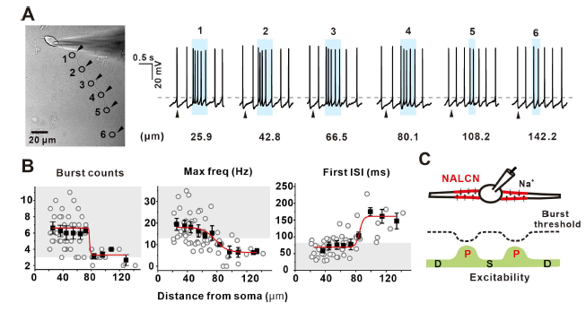 분리한 중뇌 도파민 뉴런의 동일 수상돌기에서 각 위치에 글루타이메트 언케이징 국소 자극으로 버스트를 유도한 결과. 신경몸통으로부터 80 um 이내의 근위부수상돌기 내에서 자극 시 버스트의 강도가 강하게 나타난 반면, 80 um 이상의 원위부수상돌기 자극 시에는 버스트가 약하게 발생함. 이러한 근위부수상돌기 범위는 NALCN의 분포 범위와 일치함