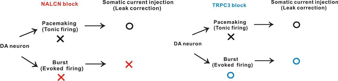 도파민뉴런에서 NALCN이나 TRPC3채널을 억제하면 페이스메이킹이 사라지지만 보상적 탈분극 전류를 주입하면 회복시킬 수 있음. 그러나 유도성 폭발적 발화는 오직 NALCN 통로를 억제할 경우만 사라지고 TRPC3에는 영향을 받지 않음