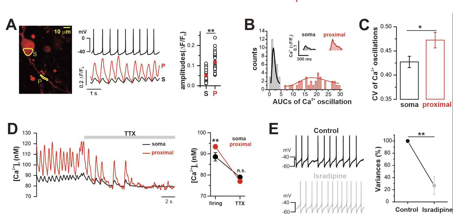 분리한 도파민뉴런에서 칼슘파동을 통한 흥분성 분석. A-C.근위부 수상돌기부위의 칼슘파동이 크고 분포가 넓어 흥분성이 높은 형태를 보임. D. TTX에 의해 흥분성은 사라짐. E.칼슘통로를 억제하면 수상돌기의 흥분성이 억제되어 불규칙성이 줄어듦