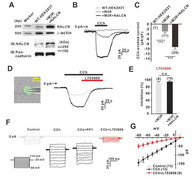 HEK-293T 세포에서 NALCN 이 온전류의 선택적 기록. A. 형질주입 후 NALCN 통로의 mRNA 및 단백질 레벨의 증가. BC. 무스카린 수용체에 의한 내향 전류의 발생. DEF. 무스카린성 아세틸콜린수용체에 의해 활성화된 NALCN 전류는 L703606에 의해 크게 감소한다. G. 전류전압곡선