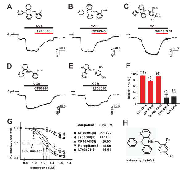 L703606과 유사 구조 물질들 간의 NALCN 전류 억제 정도 비교. A-F. N-벤즈히드릴-퀴뉴클리딘을 가지는 유사 물질들은 모두 성화된 NALCN 내향전류를 크게 억제시키지만, N-벤즈히드릴-퀴뉴클리딘 구조를 가지지 않는 물질은 NALCN 전류를 거의 감소시키지 못한다. G. 용량 결정그래프와 IC50값. H. NALCN 억제 중심구조