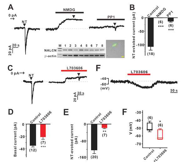 TH-eGFP 생쥐 중뇌도파민뉴런에서의 NALCN 통로 억제제 검증 실험. A-B. NT에 의해 강하고 빠른 NALCN 전류가 유도된다. 이 전류는 보고된 NALCN 통로의 특성과 일치한다. C-E. NT에 의해 증가된 NALCN 전류와 백그라운드 전류가 L703606에 의해 모두 감소한다. F-G. TTX와 HCN 통로 억제제인 ZD7288을 전처리한 조건 하에서 L703606는 막 전위를 과분극시킨다