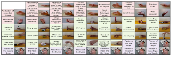 딥러닝에 사용된 Ninapro DB2의 50가지 손동작(중립 동작 미포함) *Exercise B(red): 8 isometric and isotonic hand configurations and 9 basic movements of the wrist; Exercise C(green): 23 graping and functional movements; Exercise D(purple): 9 force patterns