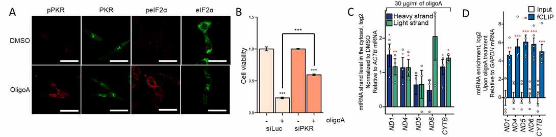 (A) Oligomycin A(OligoA)에 의한 미토콘드리아 기능 장애를 유발하면 PKR과 eIF2α의 인산화가 일어남. (B) OligoA에 의한 세포사멸이 PKR이 억제된 세포에서는 감소함. (C) OligoA 처리 시 미토콘드리아 RNA의 세포질에서의 발현량이 증가하고 (D) PKR과의 결합된 미토콘드리아 RNA가 증가함