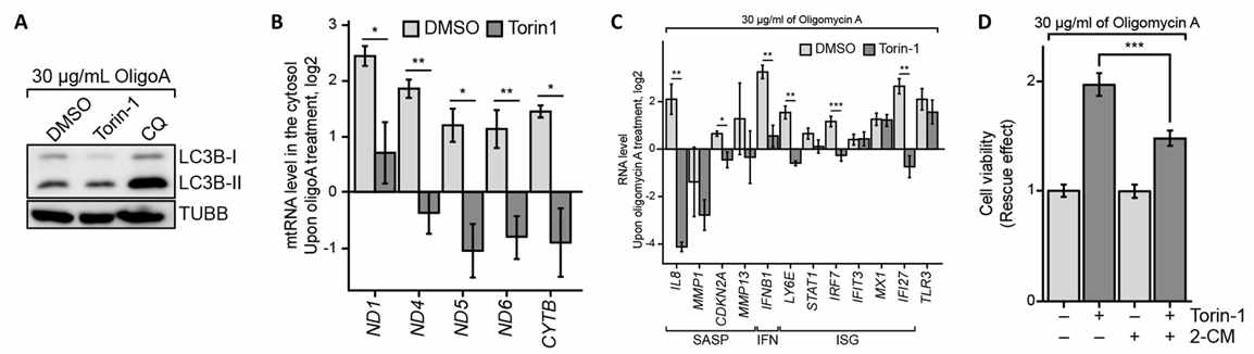 (A) Torin-1과 Chloroquine(CQ)를 처리하였을 때 오토파지 마커 변화. (B, C) 오토파지에 의한 세포질에서의 mt-dsRNA (B) 및 SASP/ISG 유전자 (C) 발현 변화. (D) Torin-1에 의한 세포사멸 완화 효과가 2-CM 처리 시 저해되었음