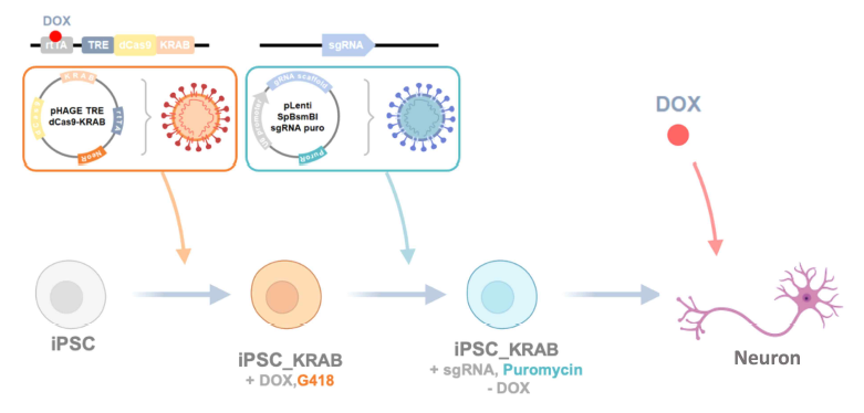 CRISPRi 및 sgRNA가 integration되고 DOX on/off를 통해 타겟 유전자 발현 조절이 가능한 유도만능줄기세포 및 신경세포의 제작 흐름