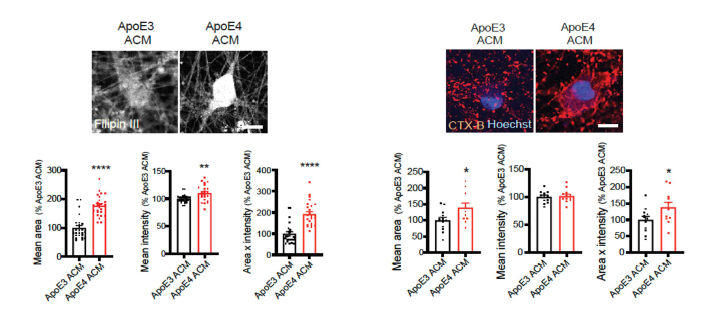 APOE4 성상교세포 배양액에 의한 신경세포 세포막의 콜레스테롤 증가 (왼쪽) 및 lipid raft 영역 확장 (오른쪽)