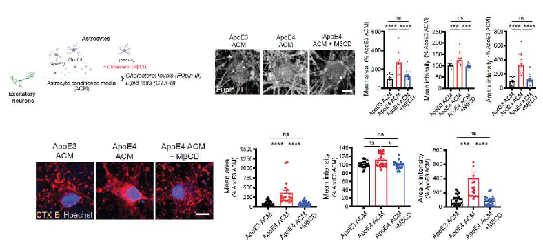 APOE4 성상교세포 배양액 내 콜레스테롤 제거에 의해 신경세포의 콜레스테롤 증가와 lipid raft 확장이 억제됨