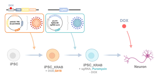 CRISPRi 및 sgRNA가 integration되고 DOX on/off를 통해 원하는 시점에 타겟 유전자의 발현 조절이 가능한 신경세포의 제작