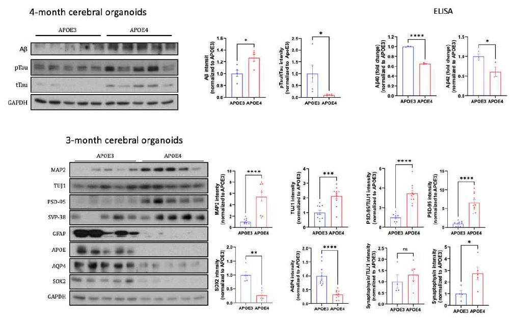 (위) 4개월 배양된 대뇌피질 오가노이드에서 APOE4 유전형에 의한 아밀로이드베타 축적 및 타우 과인산화 (아래) 3개월 배양된 대뇌피질 오가노이드에서 APOE4 유전형에 의한 시냅스 단백질 발현 증가 및 신경세포 분화 촉진
