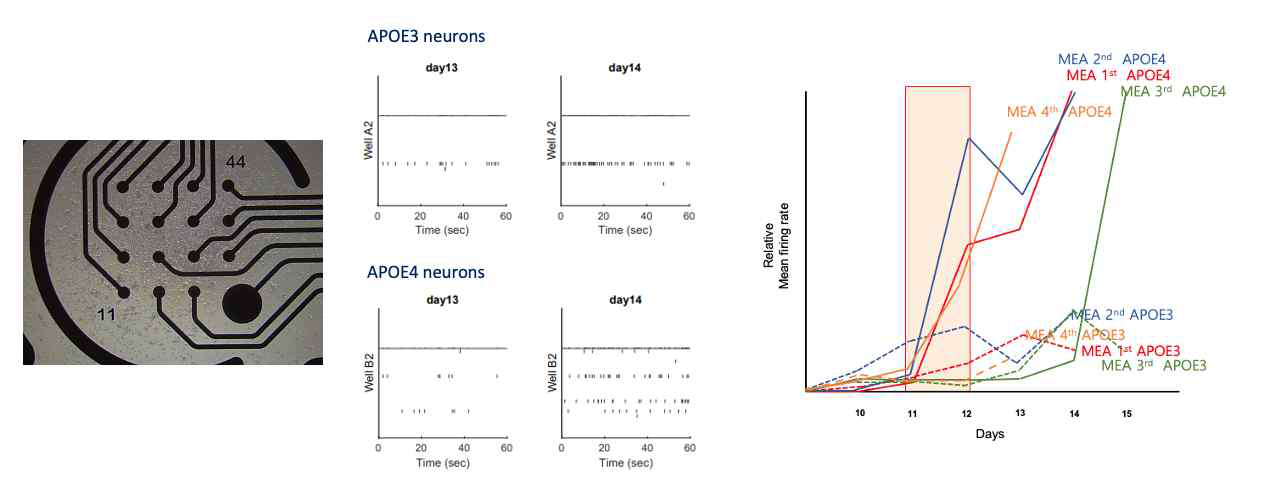 Multi-electrode array를 통한 APOE4 신경세포의 조기 활성 증가 측정