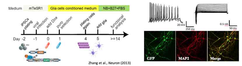 Ngn2 과발현 및 성상교세포 배양액을 통한 대뇌피질 흥분성 신경세포 제작과 검증