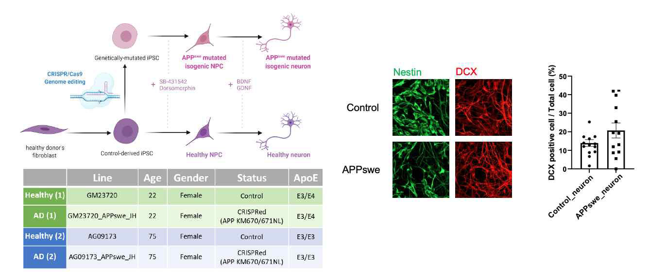 (왼쪽) APPswe 및 대조군 인간유도만능줄기세포 정보 및 신경전구세포로의 분화 방법 (오른쪽) APPswe 유전형을 갖는 신경전구세포를 신경세포로 분화시켰을 때 DCX의 발현 증가가 관찰됨