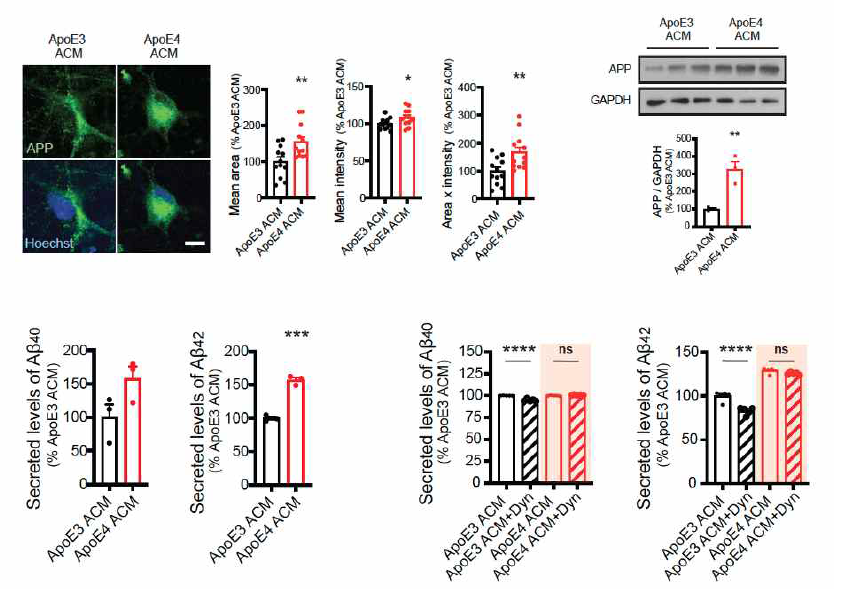APOE4 성상교세포 배양액에 의한 신경세포의 아밀로이드베타 생성이 clathrin-dependent endocytosis를 억제하여도 감소하지 않음